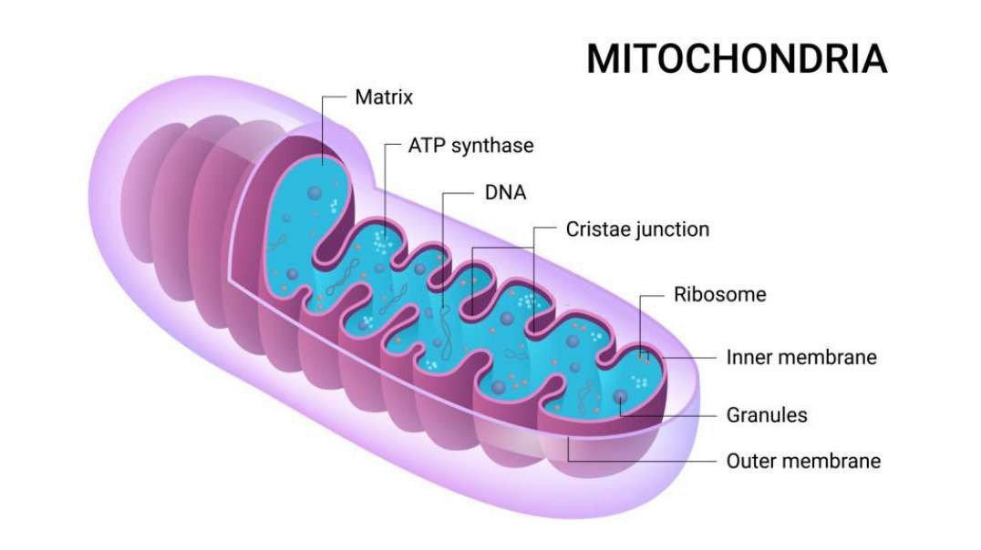 Mitochondria: Evolution, structure, and functions