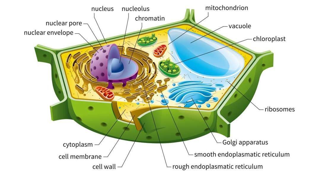 Plant Cell: Detailed