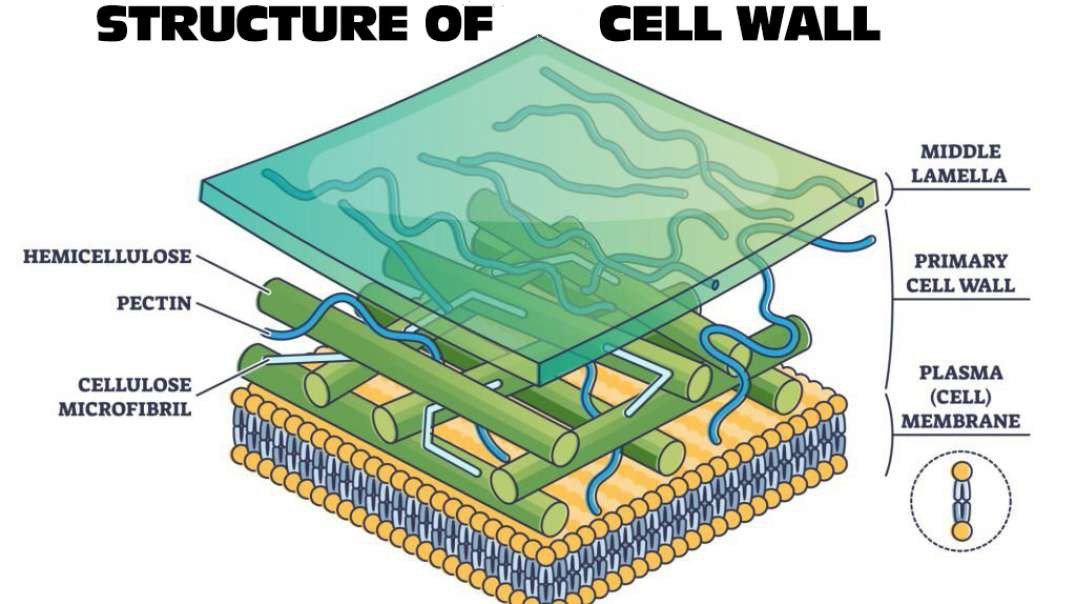 Cell Wall