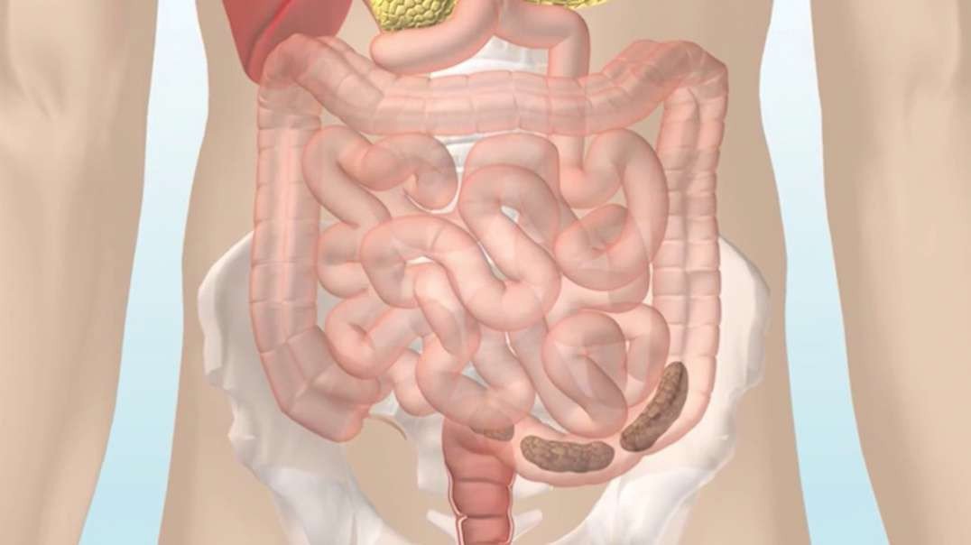 How the Digestive System Works: Alternative