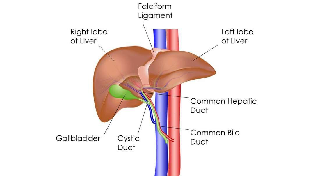 Liver Structure and the Flow of Blood and Bile