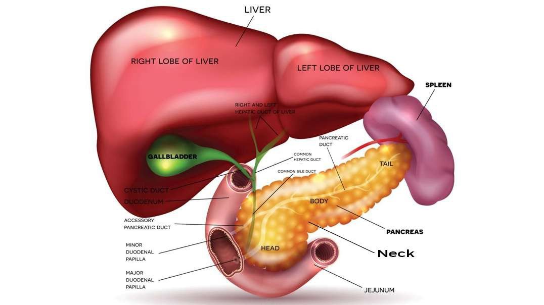 Pancreas: Structure and Function