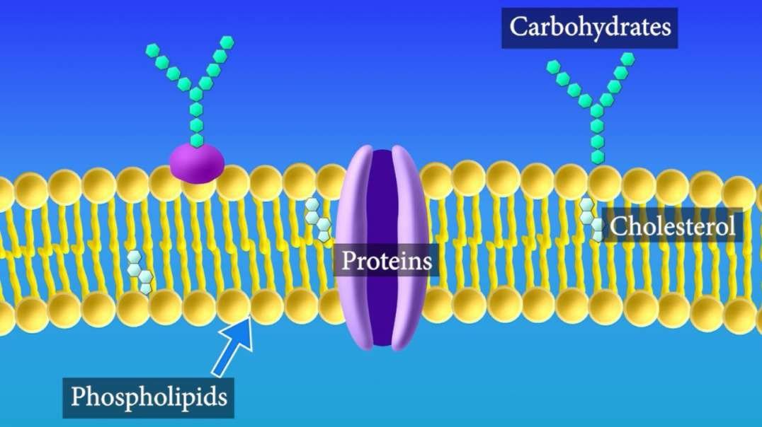 Cell Membrane Structure and Function: Overview