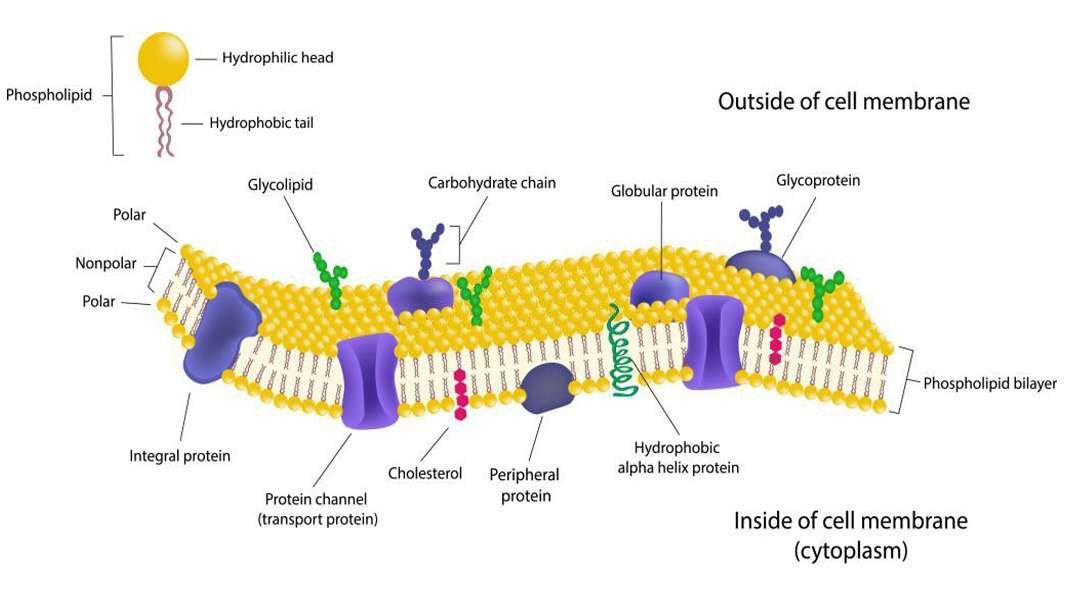 Cell membrane structure and components  Membrane: Overview