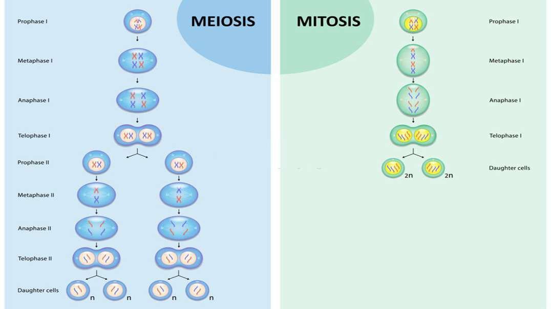 What are Haploid and Diploid Cells?