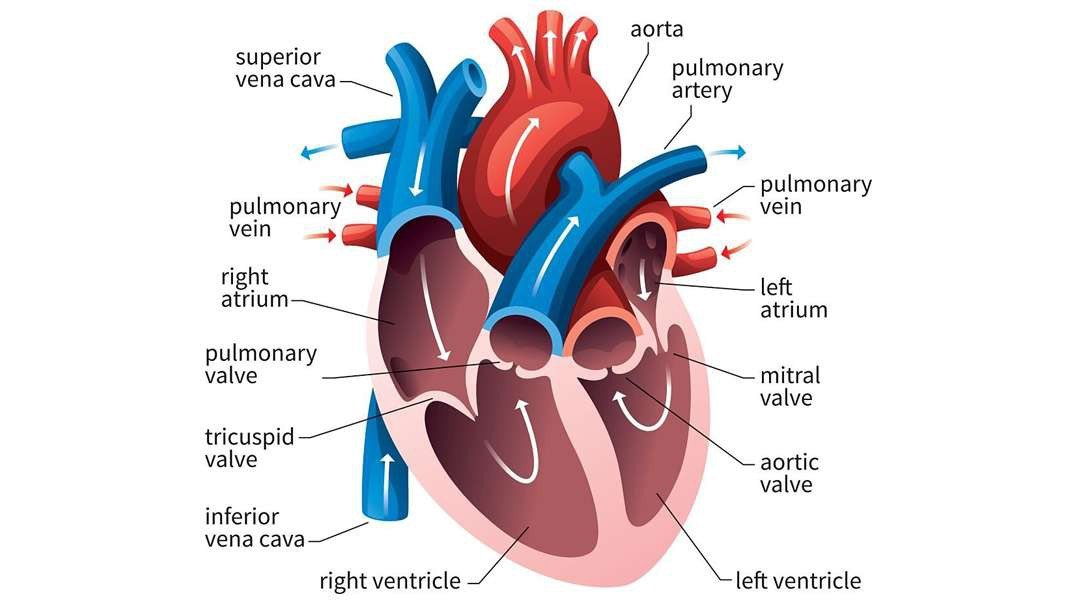 How our heart works: Structure and function