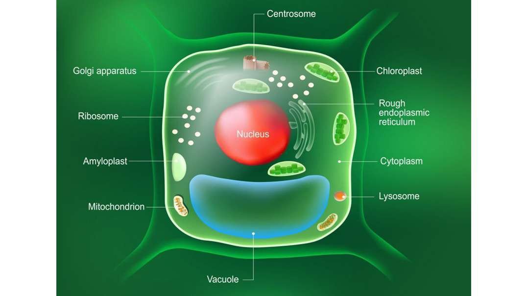 Vacuoles Function in Cells