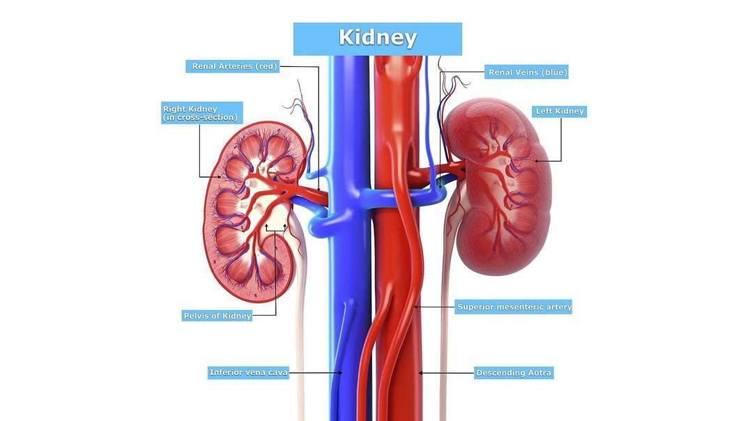 Human Urinary System