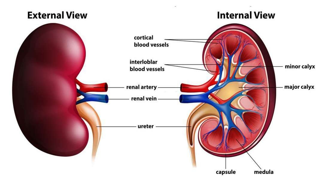 The Human Kidneys