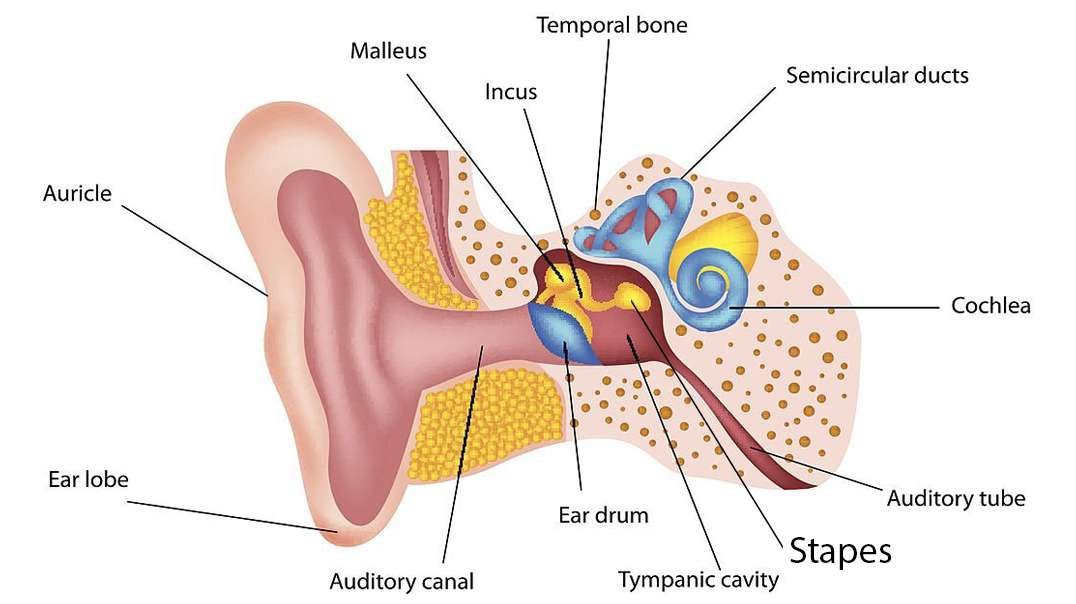 The Human Ear: Anatomy