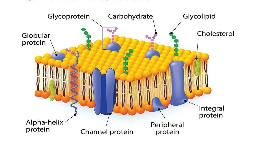 Overview of Cell Boundaries