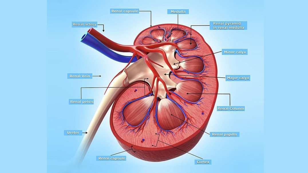 The human Kidney: Glomerular Filtration