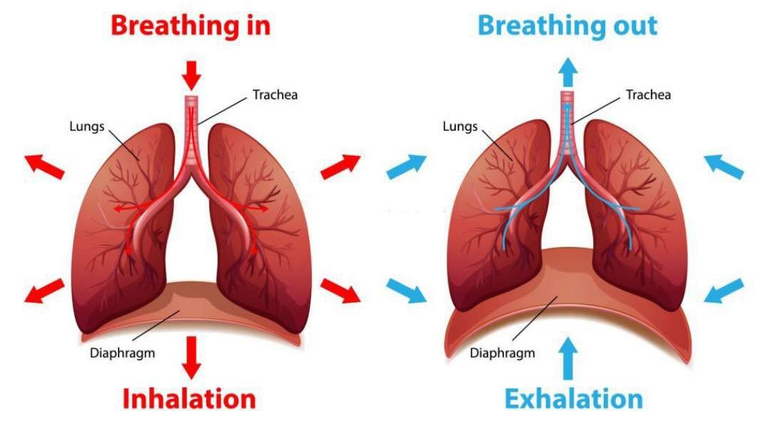 Respiratory system in Humans - Part 1