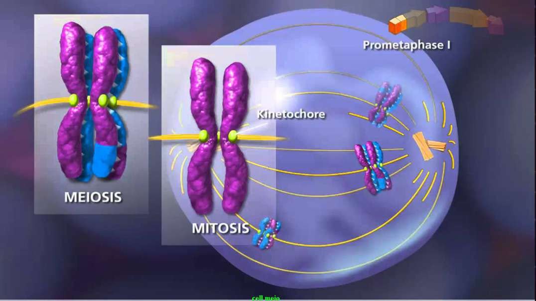 Meiosis: Plants and Animals -Detailed