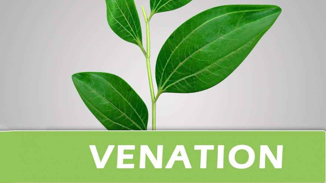 Venation of leaf