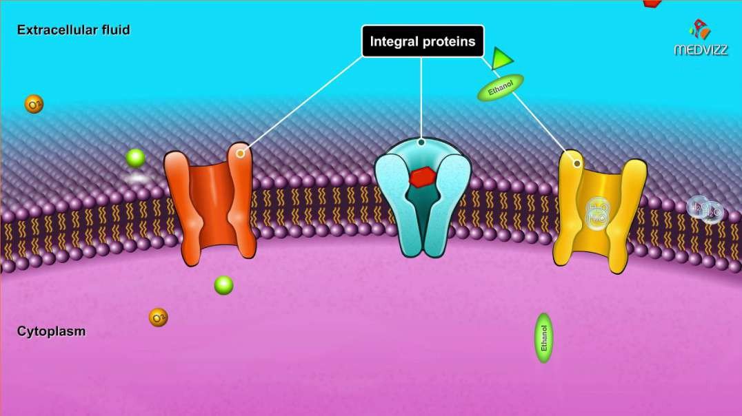 Cell membrane structure and components  Membrane physiology overview