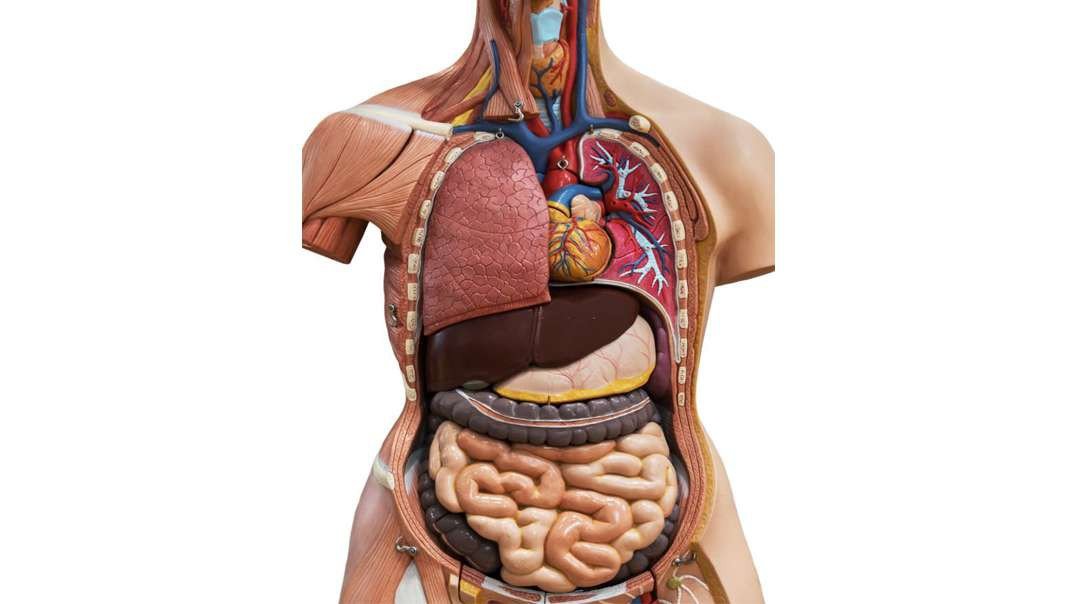 A walkthrough for the digestive system