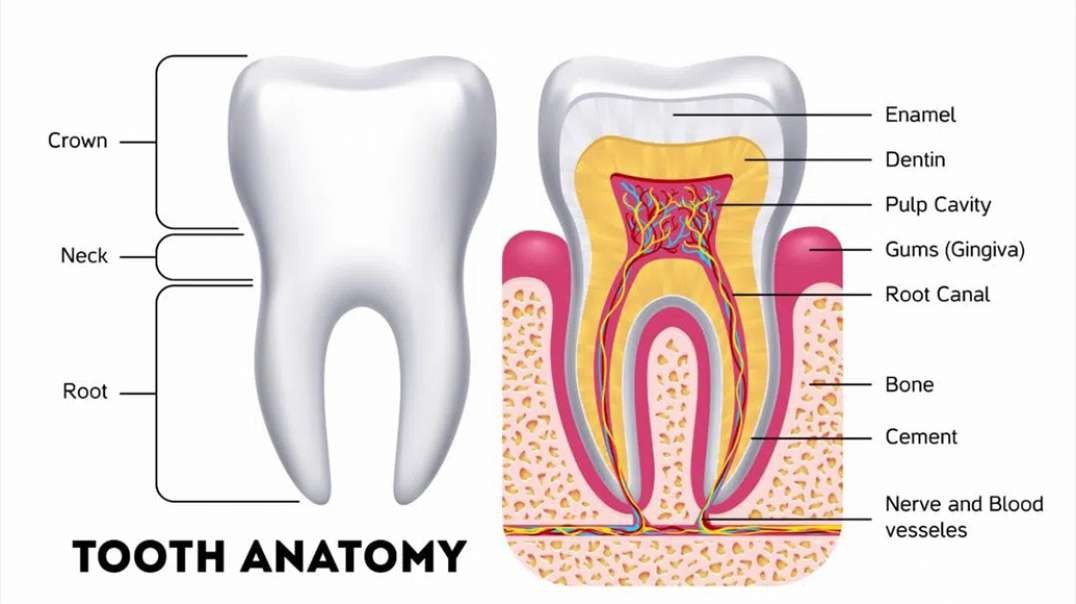 Structure Of Teeth In Humans