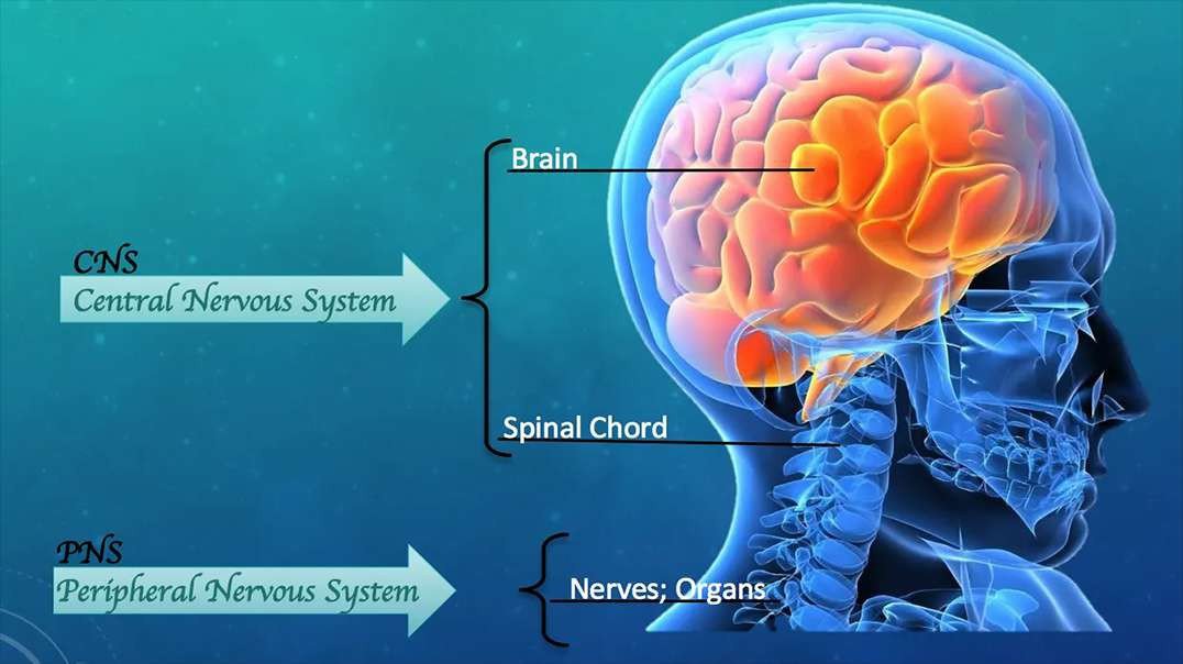 Central Nervous system