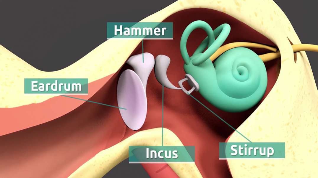 The Human Ear and Its Parts