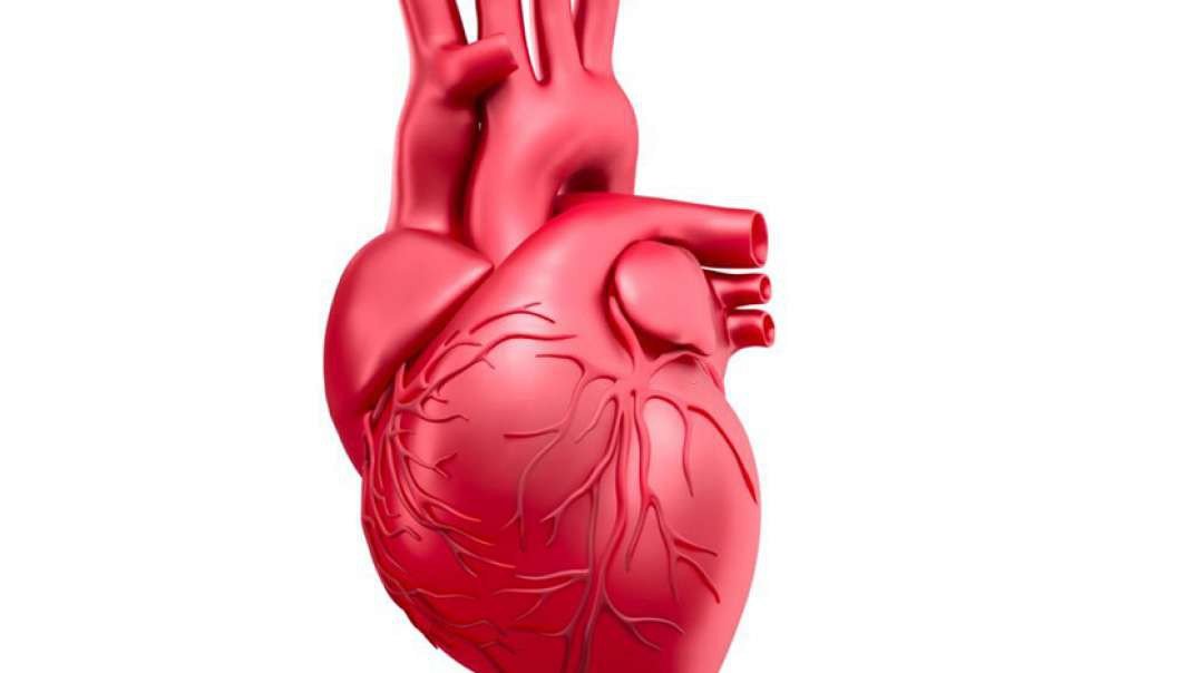 Human Circulatory System: The Human Heart