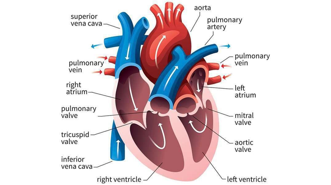 How the Human Heart Pumps Blood