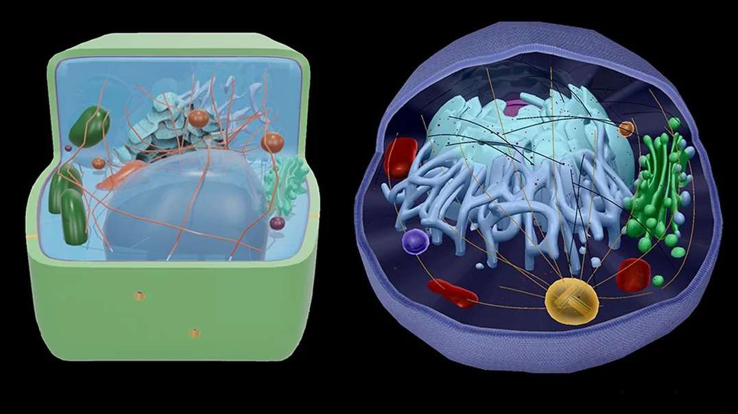 Plant Vs Animal Cells