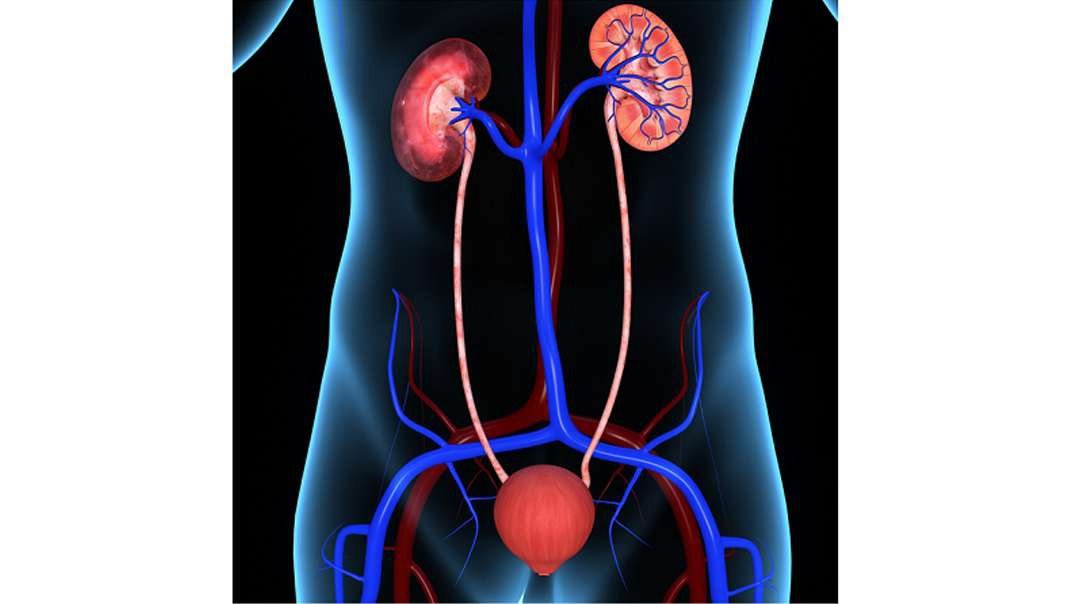Excretion in human: Kidney