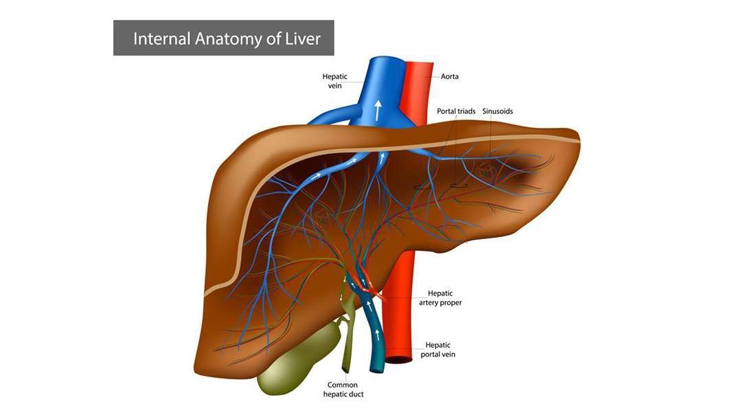 Liver Anatomy Function Topography External Structures Ligaments