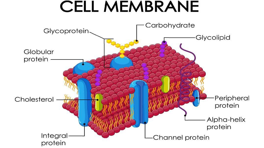 Structure of the Cell Membrane