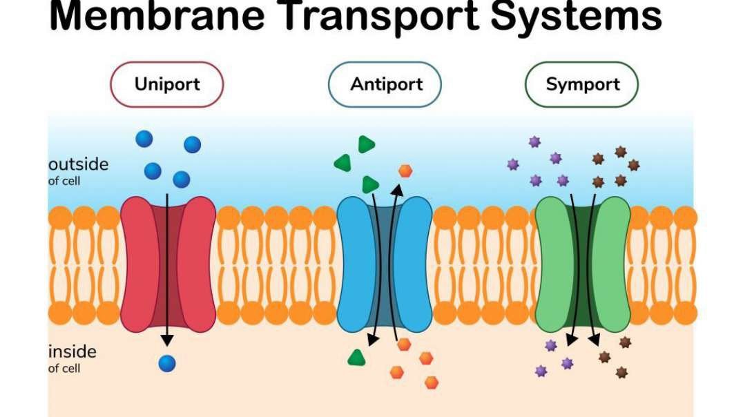 Cell Biology: Active Transport