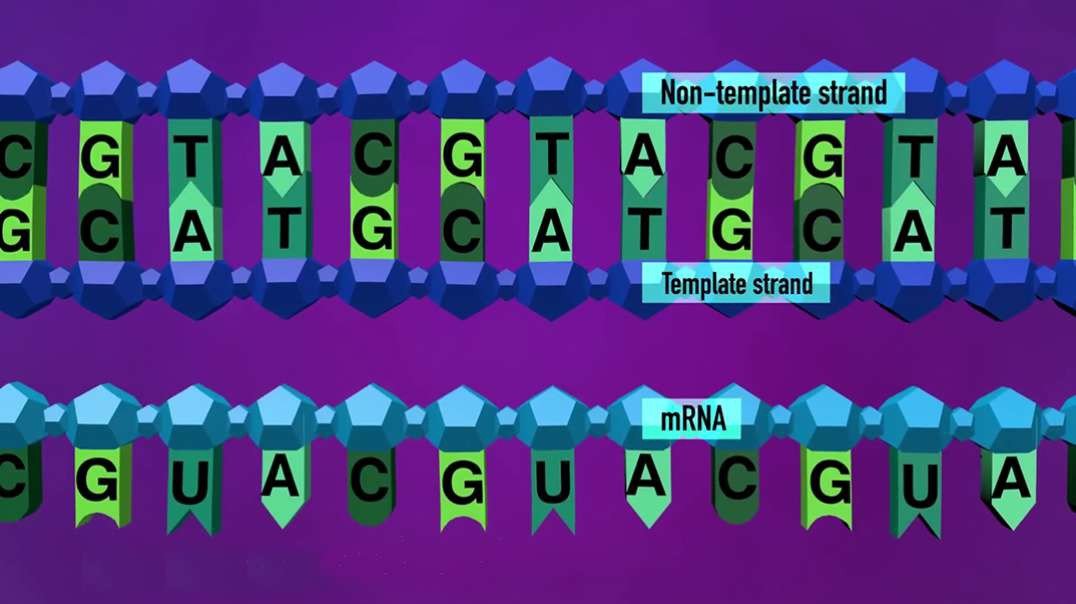 DNA and RNA : Transcription