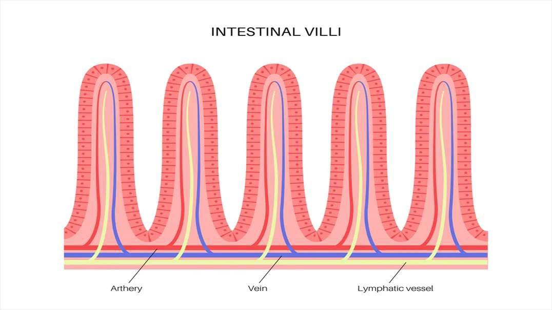 Absorption: Small Intestine