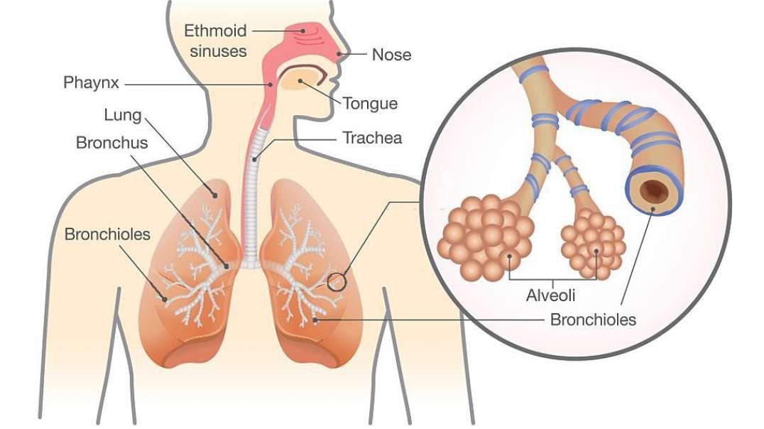 Human Respiratory System Overview