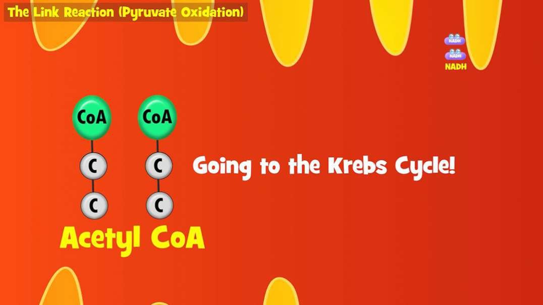 Pyruvate Oxidation(The Link Reaction): Aerobic Respiration: Stage Two