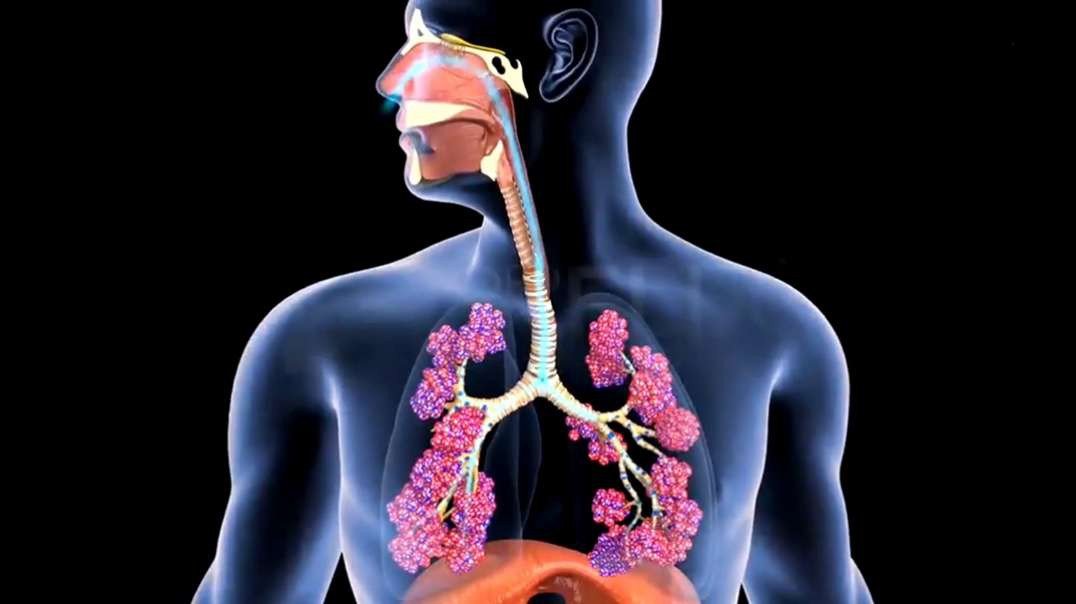 Respiratory system: Nose to Pharynx: Anatomy