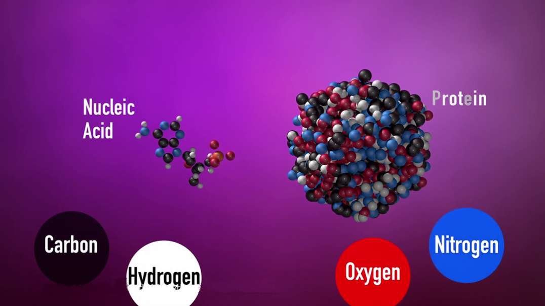 Nucleic Acids