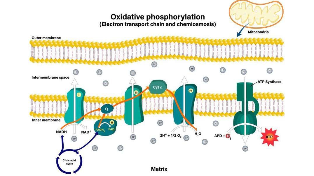 Electron Transport Chain (Oxidative Phosphorylation)