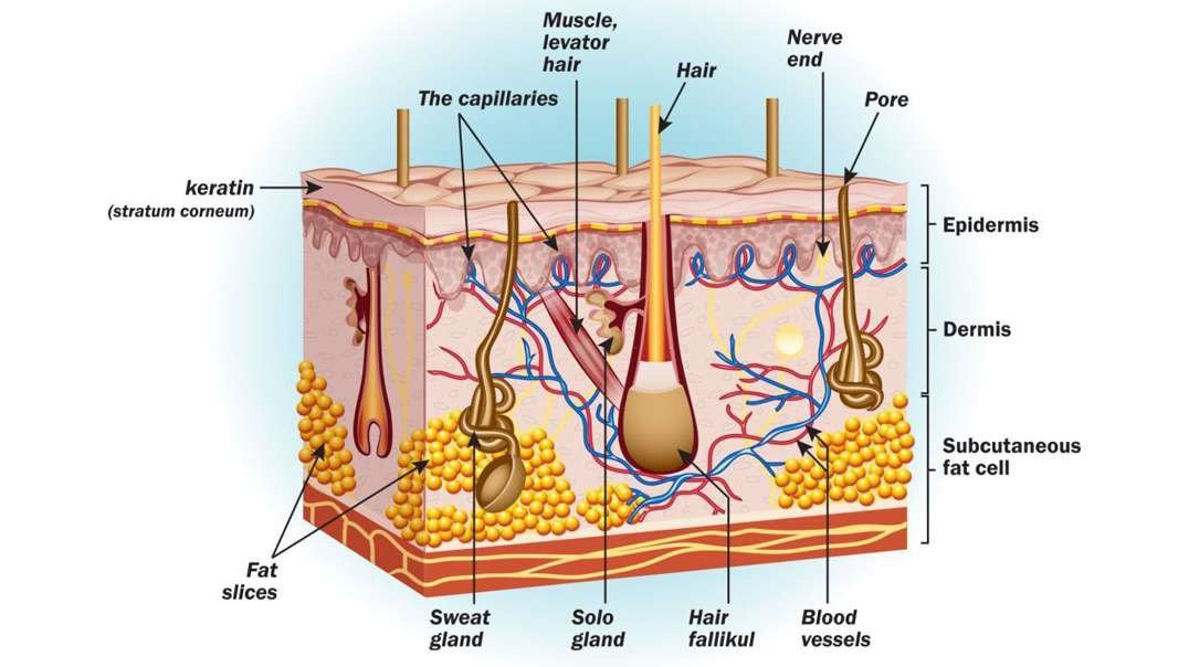 Skin: Structure and Function