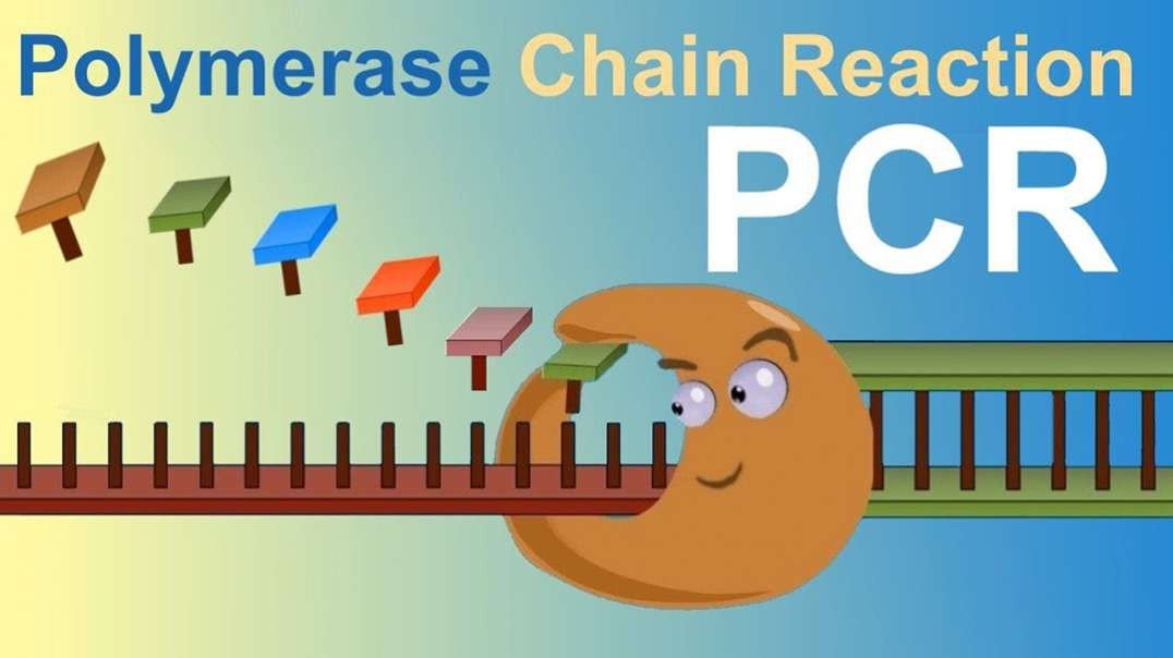 Polymerase Chain Reaction (PCR)