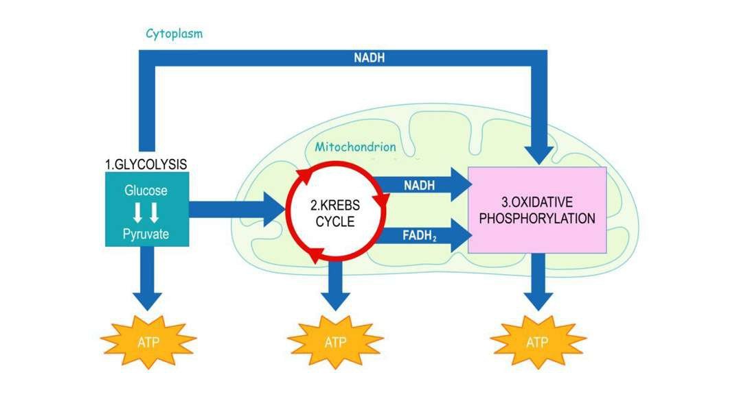 Krebs Cycle / Citric Acid Cycle / TCA Cycle: Stage Three: Aerobic Respiration