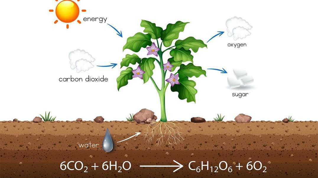 Photosynthesis: Light Reaction, Calvin Cycle, and Electron Transport