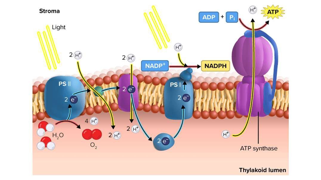 Photosynthesis:  Light Reactions