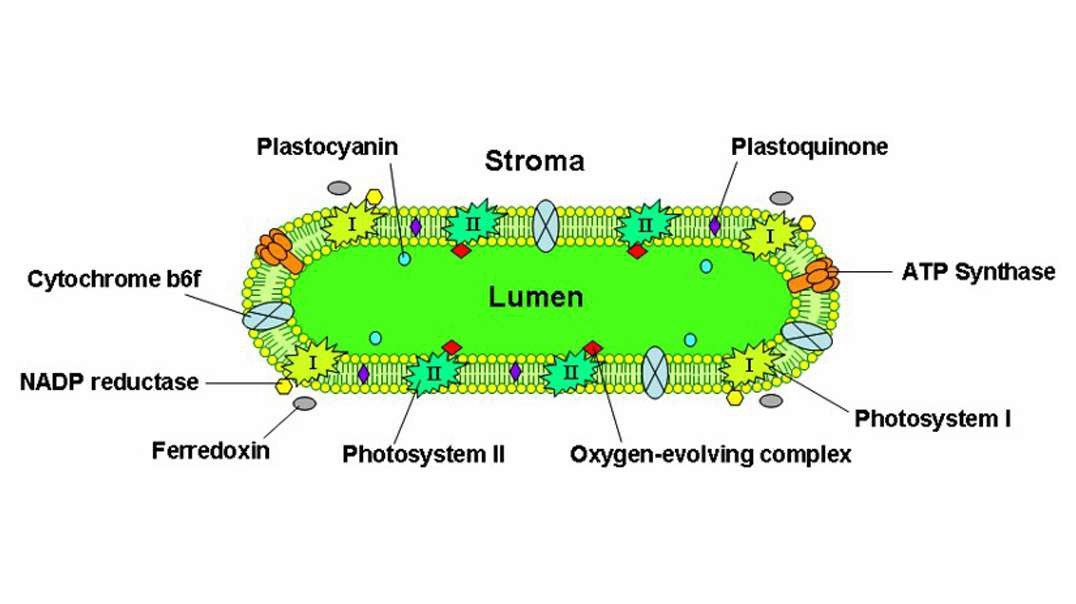 Photosynthesis: The Light Reactions