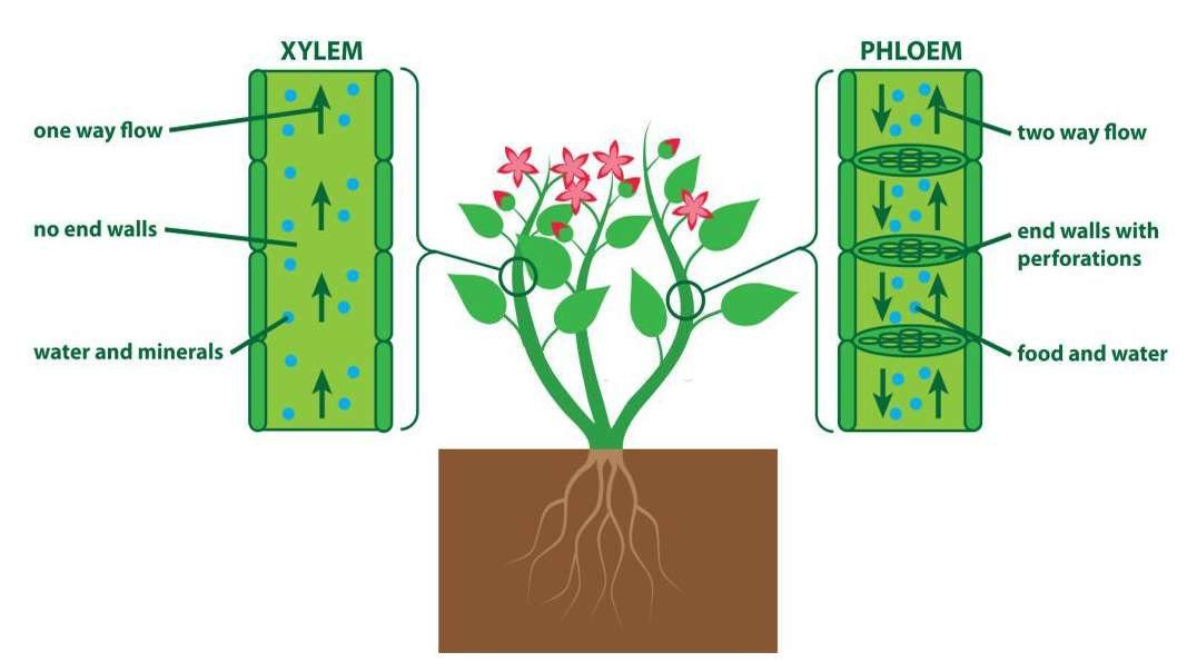 Transportation in Plants