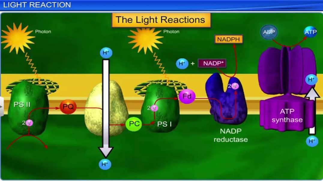 Light Reaction