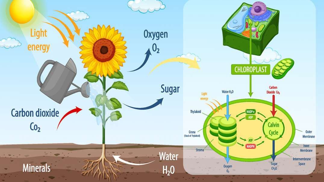 Photosynthesis: How photosynthesis take place in plants