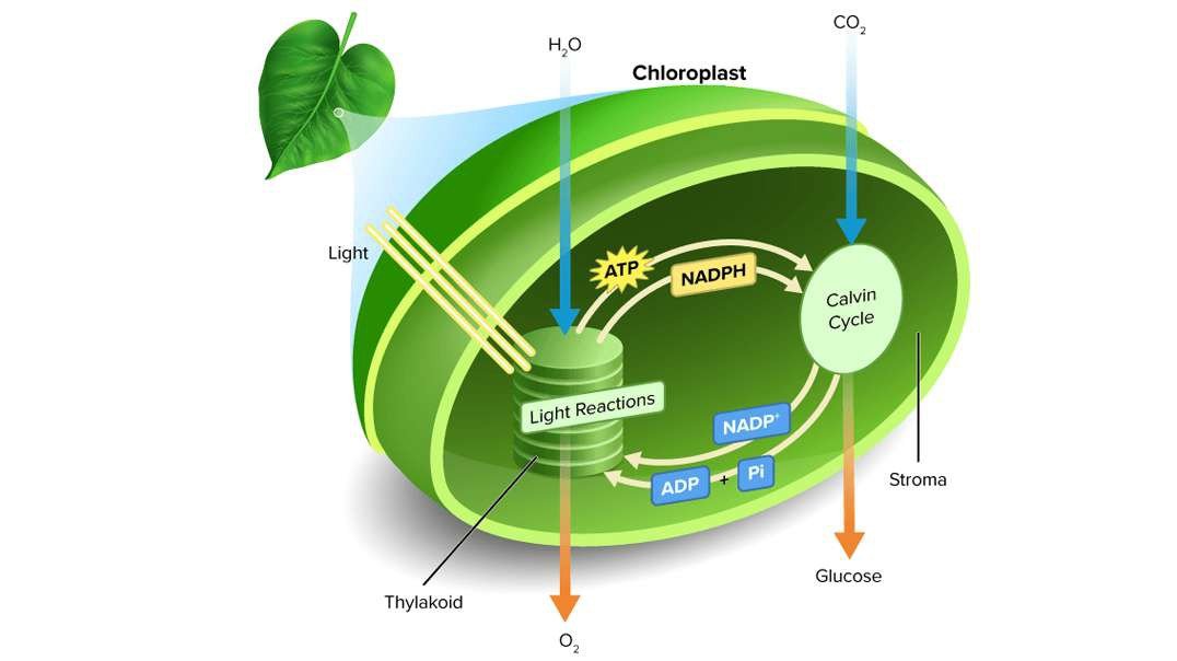 Photosynthesis