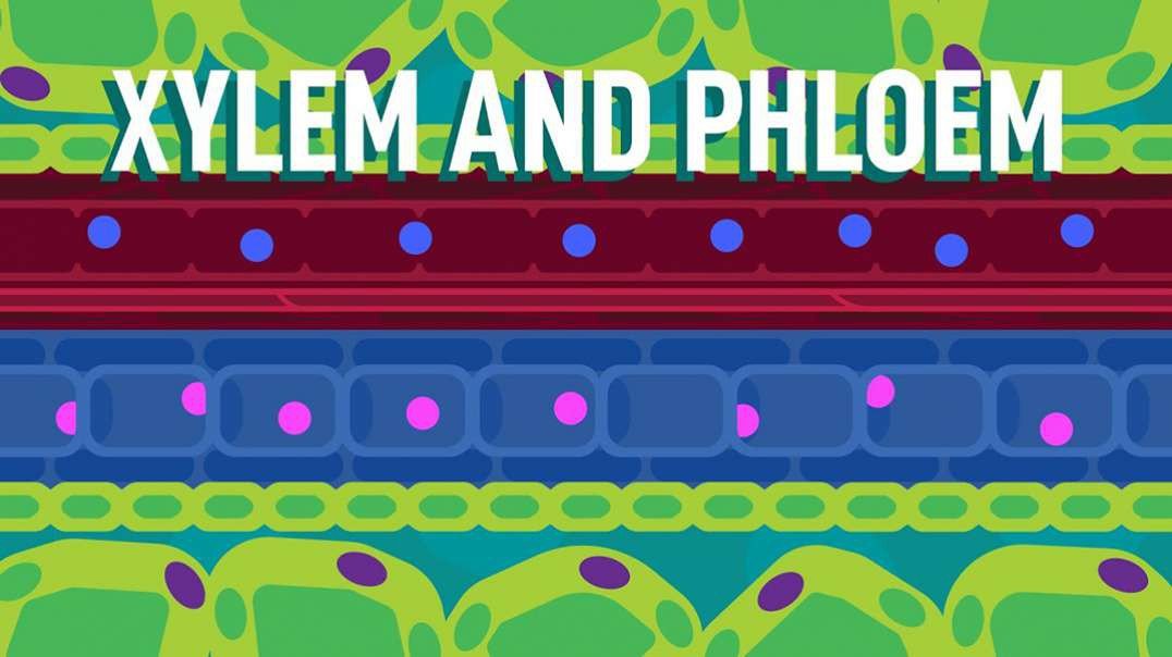 Transport in Plants: Xylem and Phloem