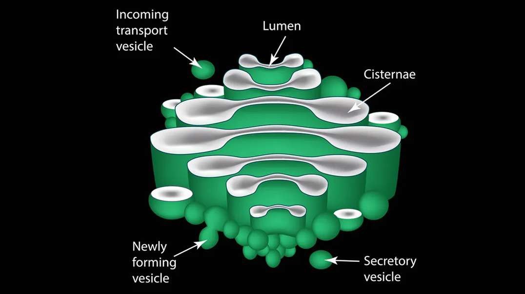 Golgi Apparatus